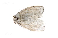 藏品(扇毒蛾)的圖片